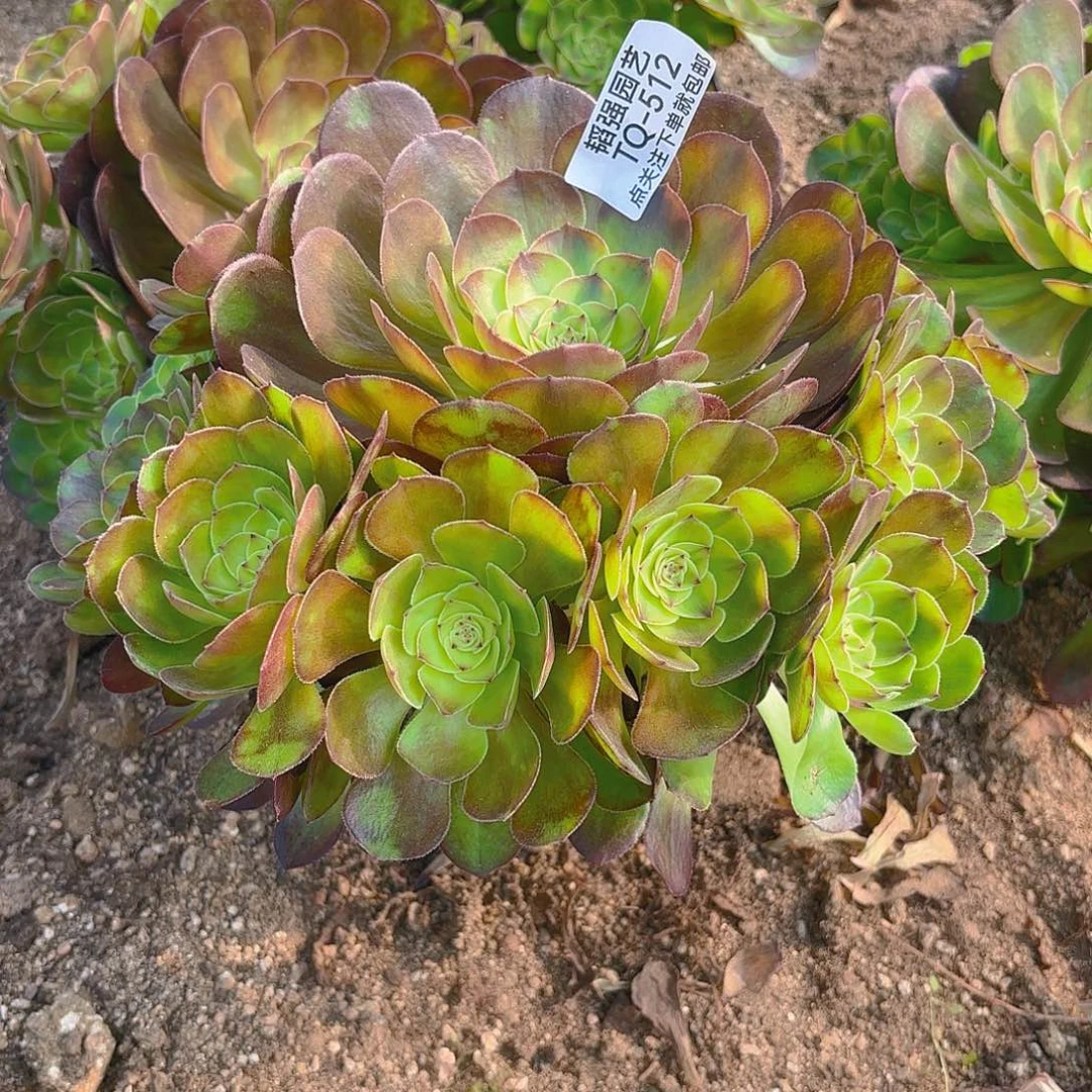 雨荷多肉植物三号512