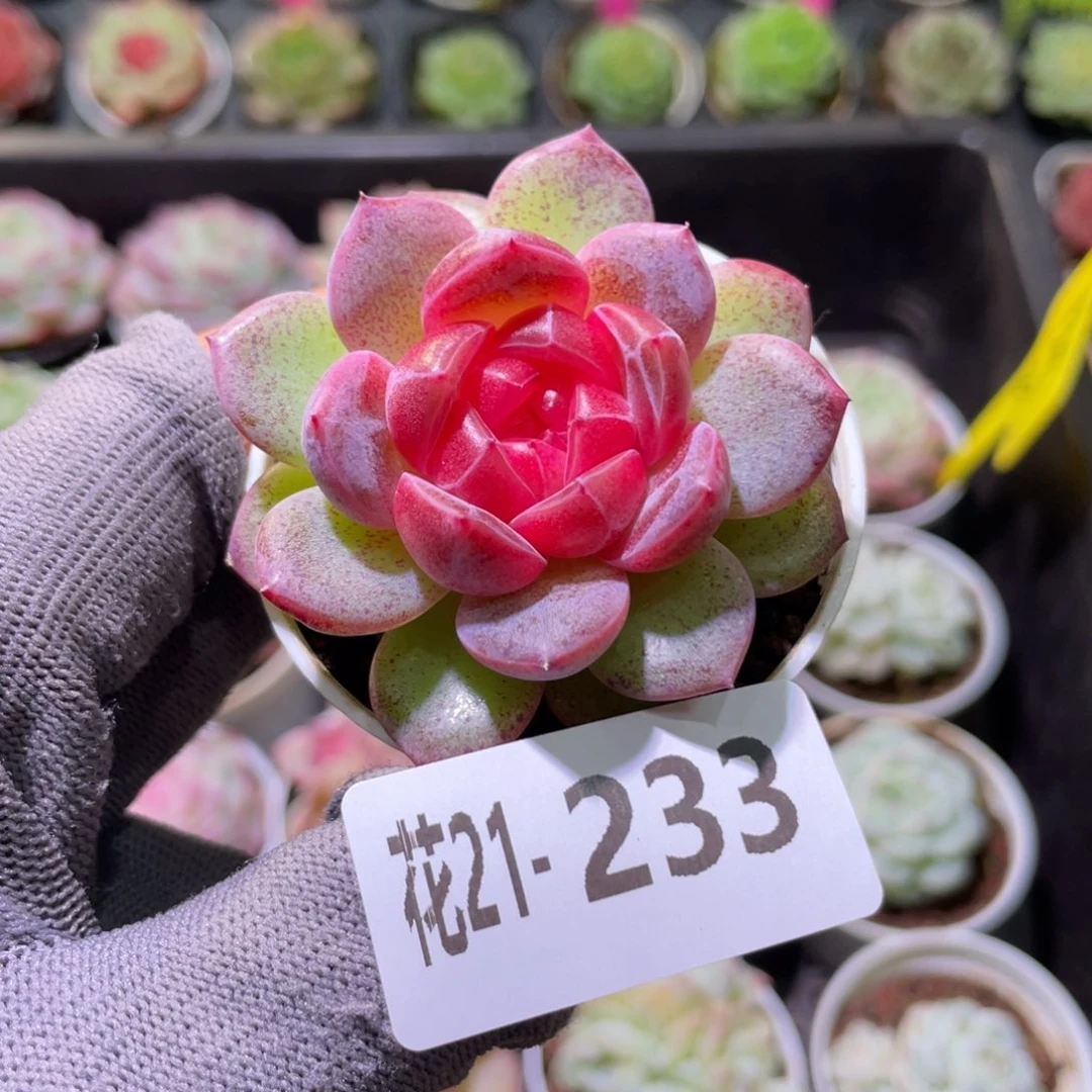 花利美21-233绯瞳