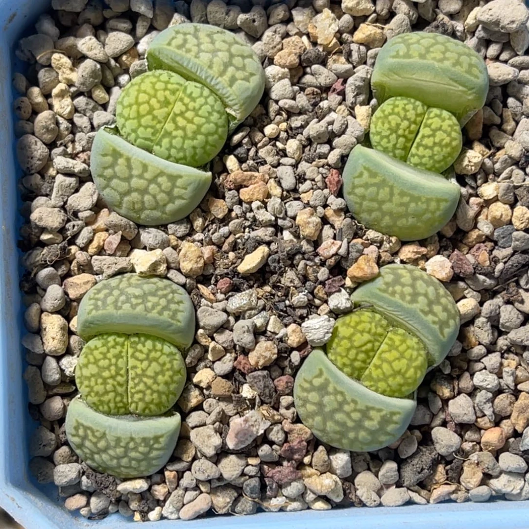 7951绿网纹4颗尺寸1.6