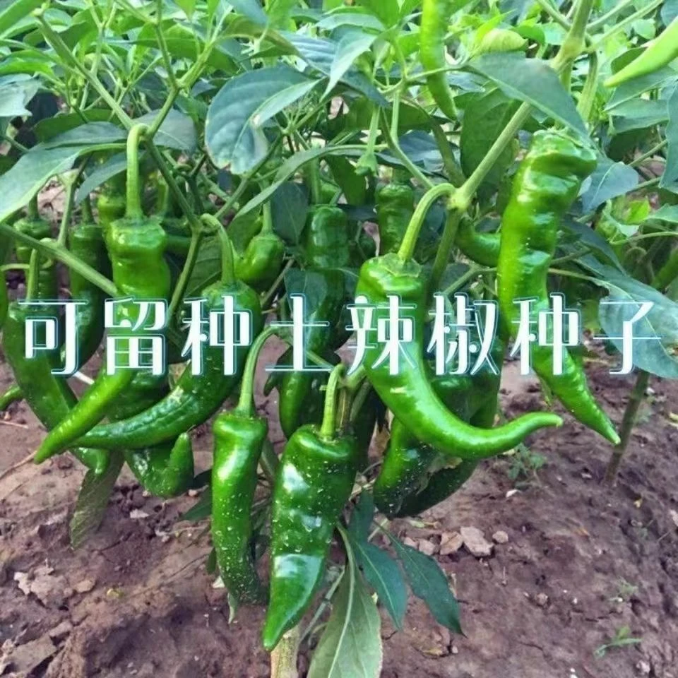 老品种土辣椒种子可留种春季晚熟中辣薄皮青辣好吃椒尖种子