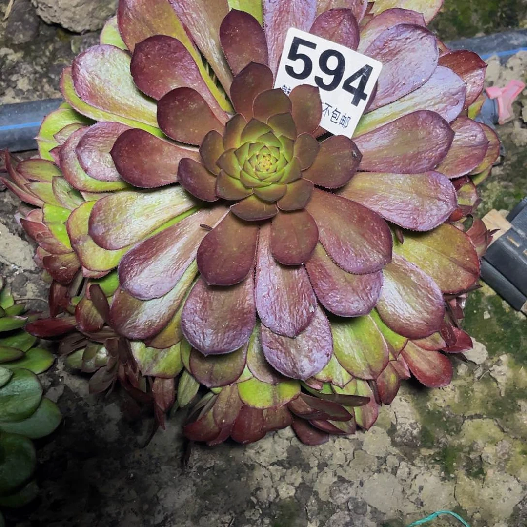 法师法师16–26包邮法师