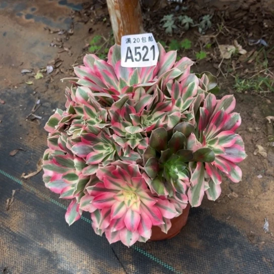 521女巫法师不包断枝