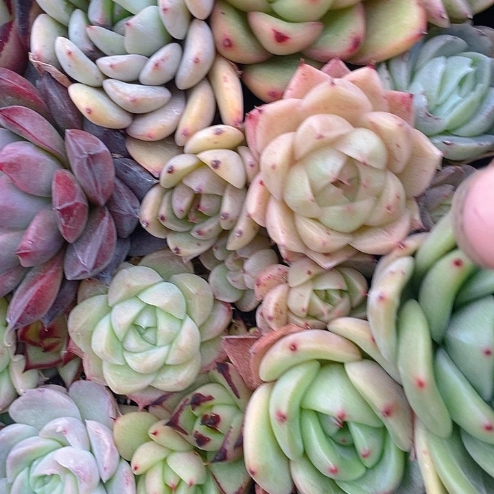 173 多肉植物盆栽花卉植物