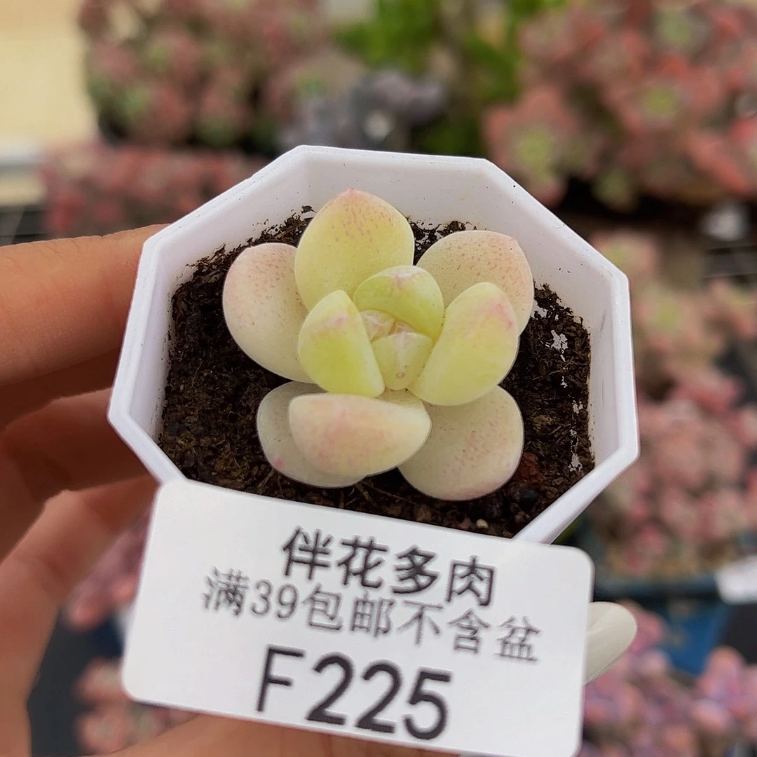 225-冰玉多肉3cm多肉