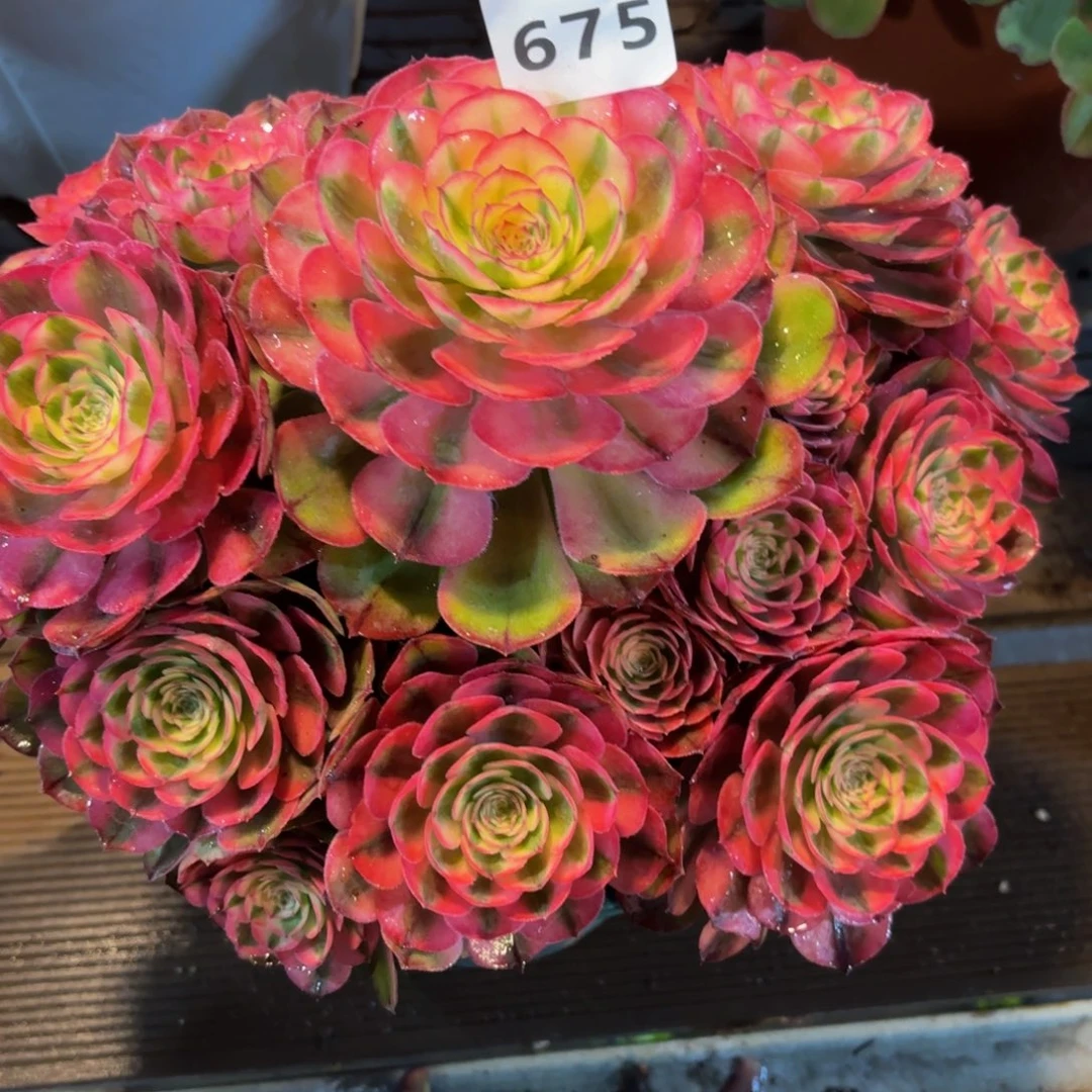 林***缘675多肉植物荔枝