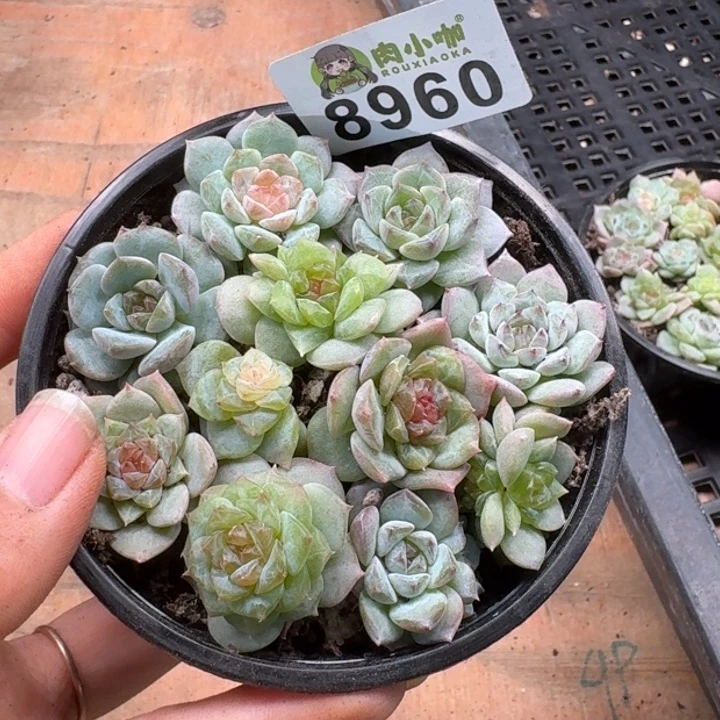 多肉植物多肉植物