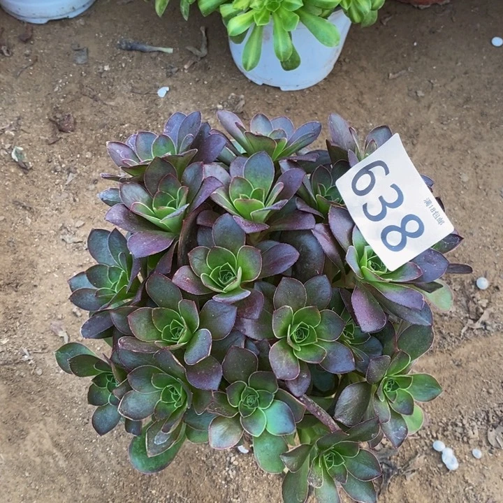 638魅金玫瑰绣球新桩