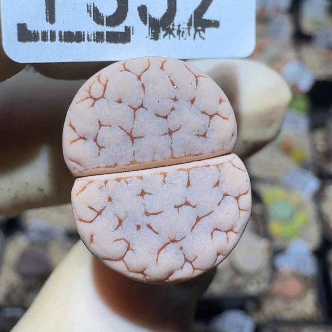 戴***3zzzz精品生石花1355