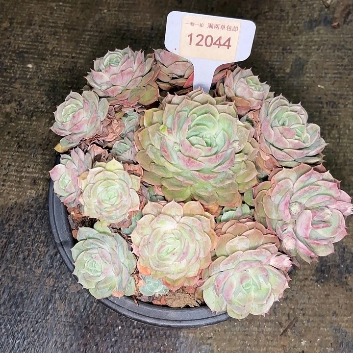 越*昂一物一拍12044