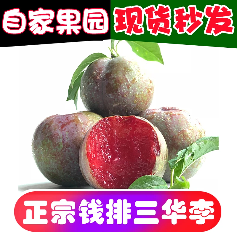 信宜钱排三华李5斤新鲜现摘酸脆红心李子1斤孕妇水果特产