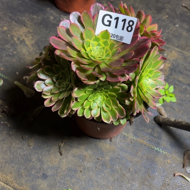 瑞妈，，，，，，118朝霞，