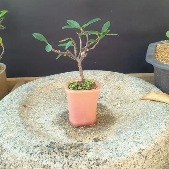 用***9无花朵海  岛  春  花