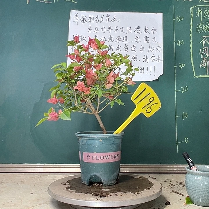 当前无花栽培后可以开花酒红 1196