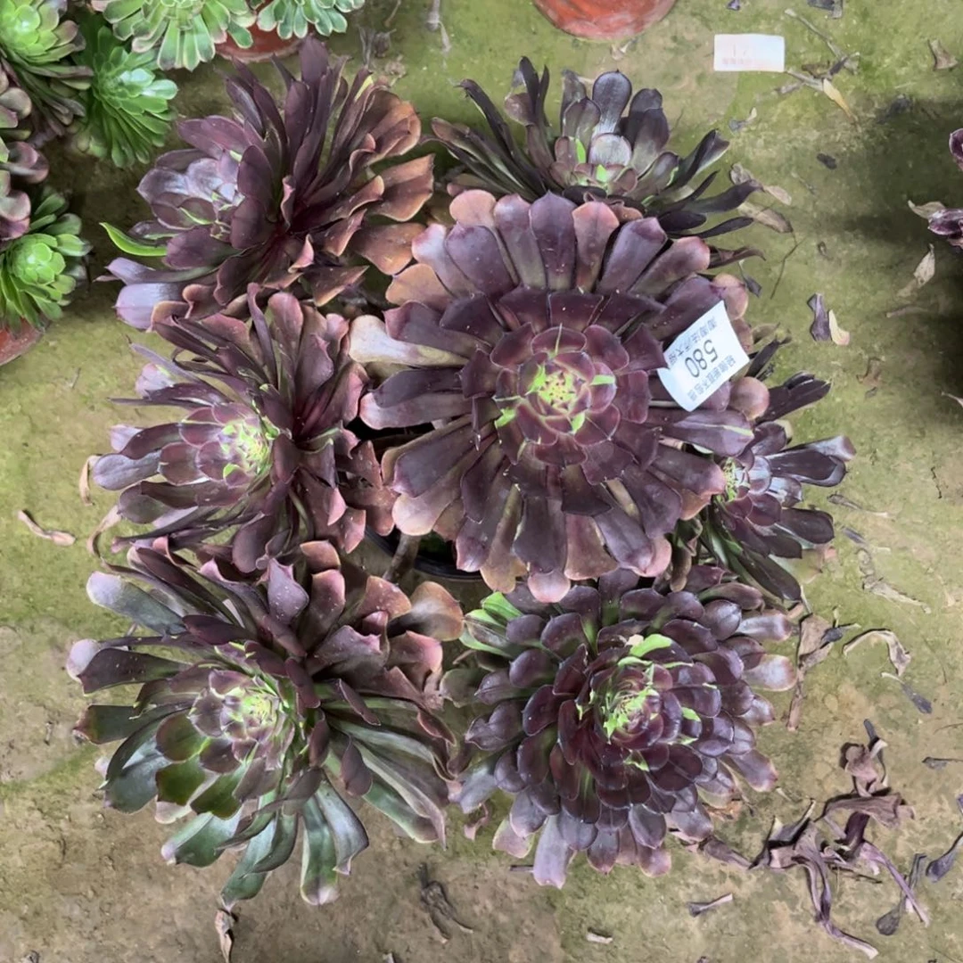 580黑萝莉丛林多肉植物法师