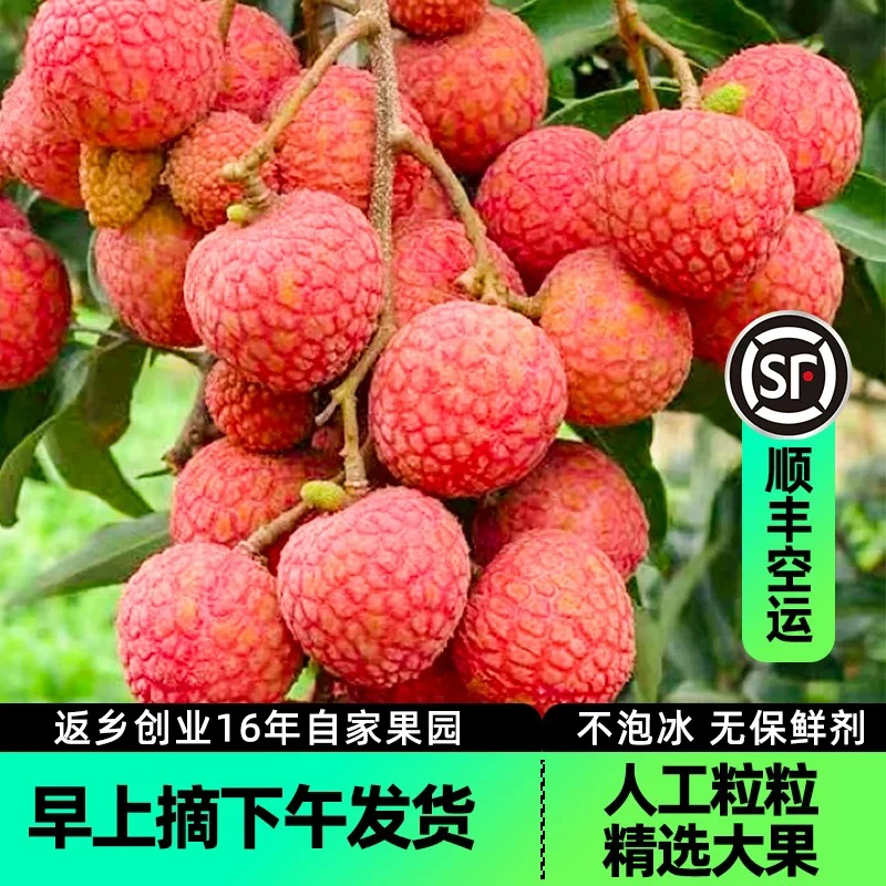 广东潮汕惠来高山老树荔枝果新鲜现摘 顺丰ZTO生鲜冷链特快包邮