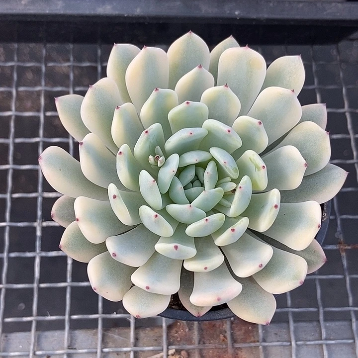 雪爪覆轮锦多肉植物