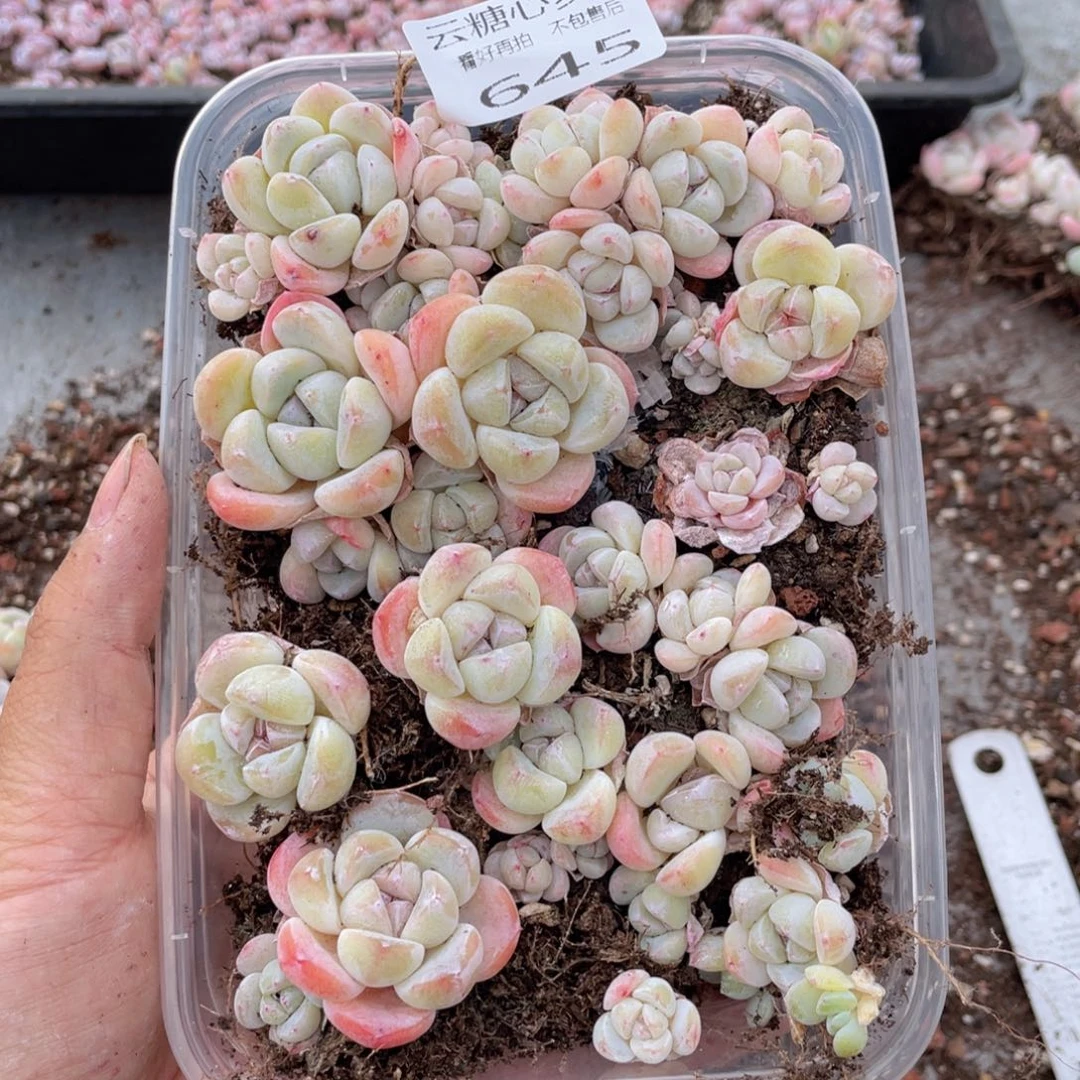 云糖心多肉植物645