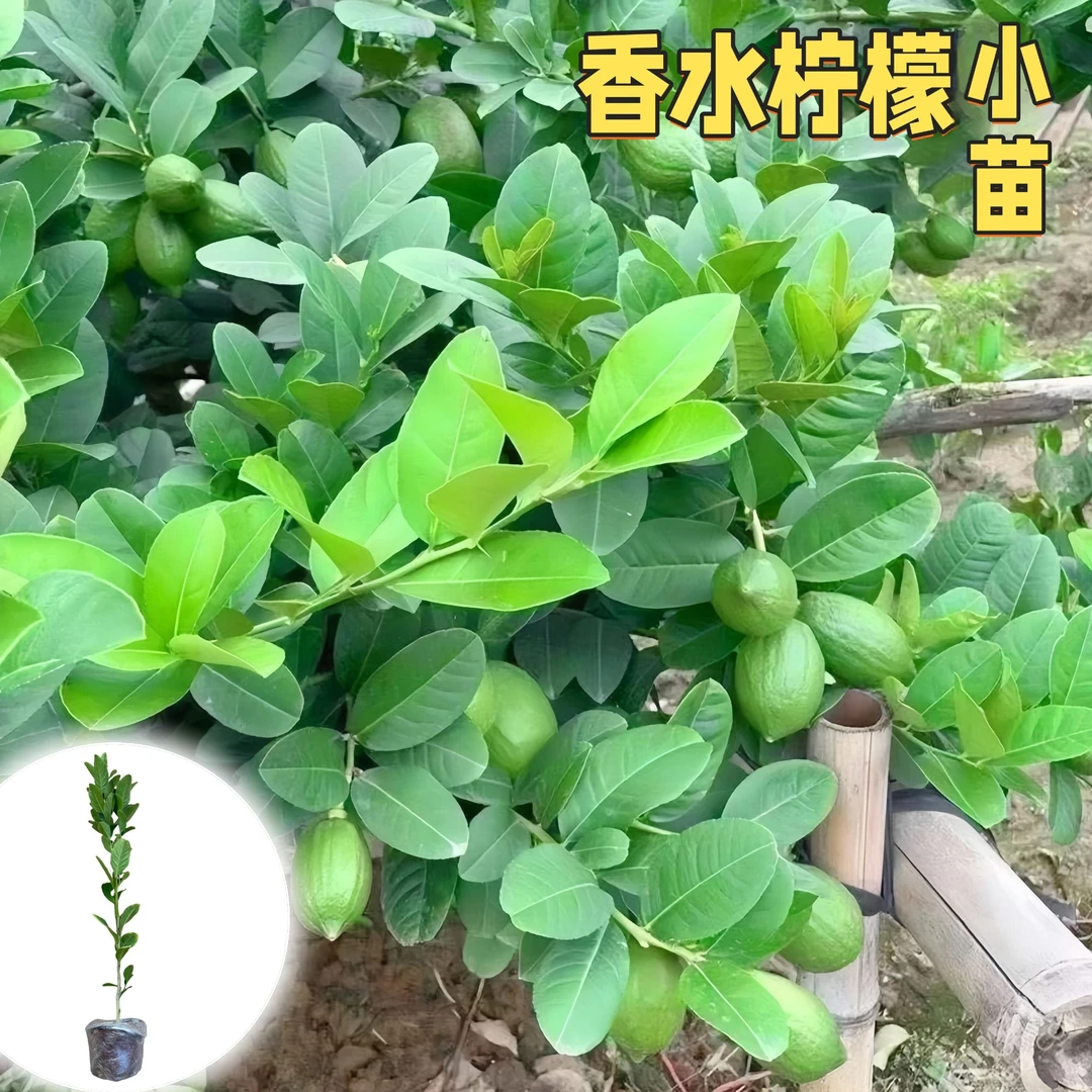 【带土发货】广东香水柠檬苗无籽无核柠檬苗四季当年结果盆栽地栽