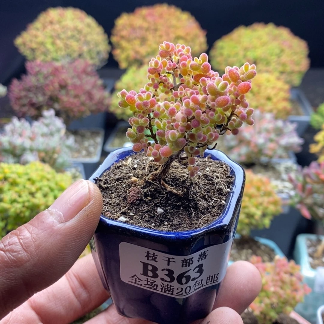 开播福利363。
