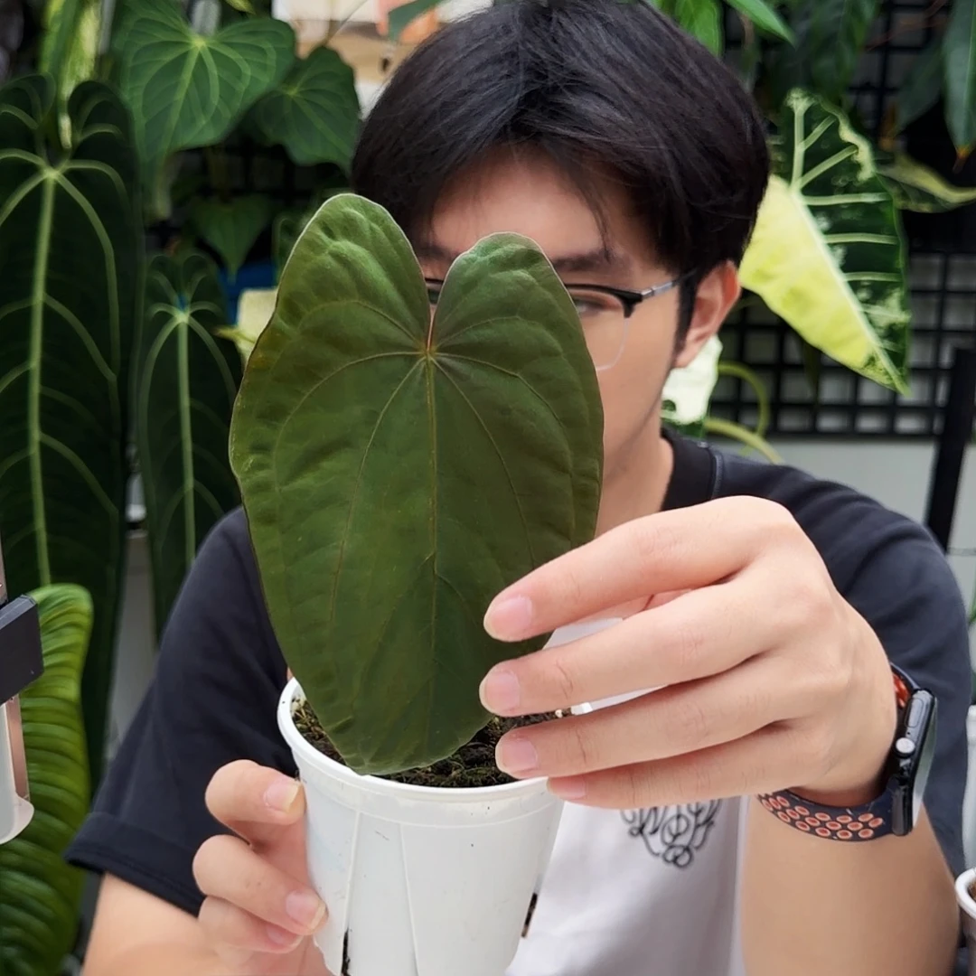 不开花植物C63 蝠鲼杂黑鸡