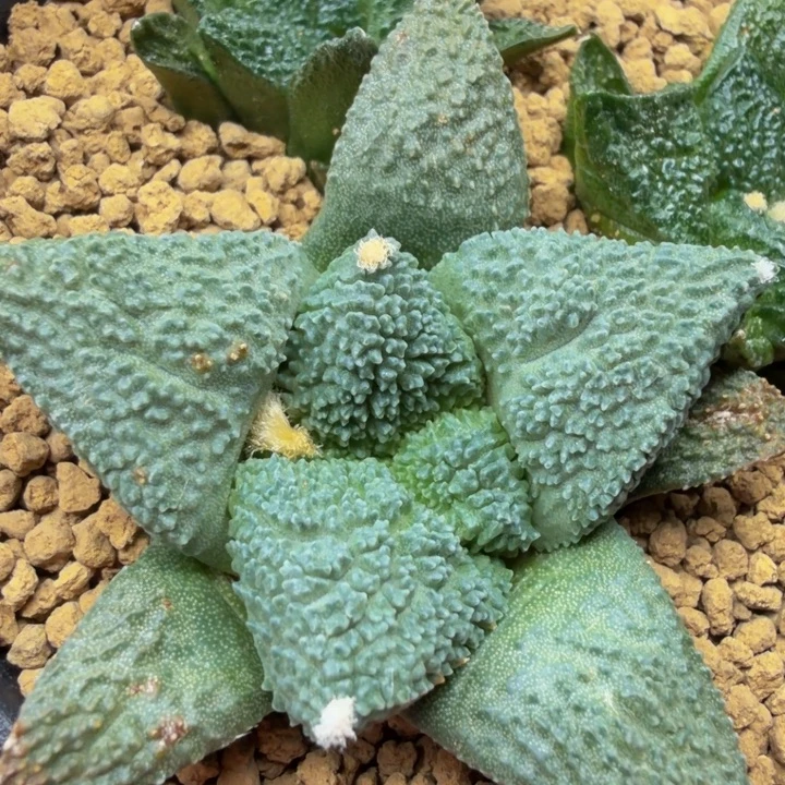 巴索的蓝色哥斯拉