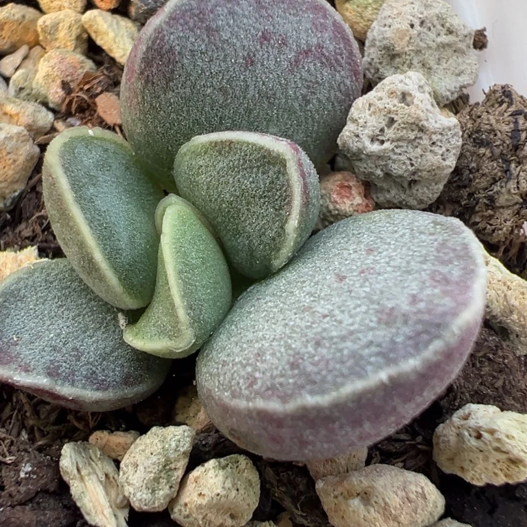 艾薇花蛋多肉植物水泡