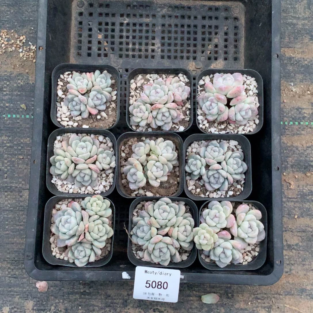 麦**兜5080冰玉9颗5厘米左右脱土发