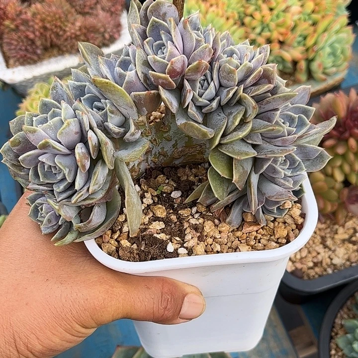 发货多肉植物一物一拍