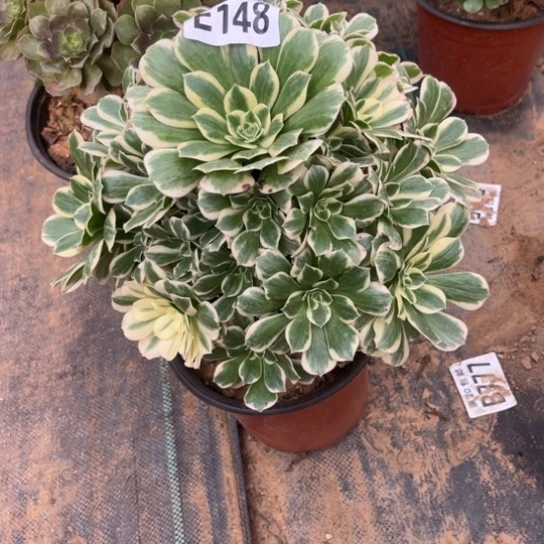 148迈巴赫不包断枝