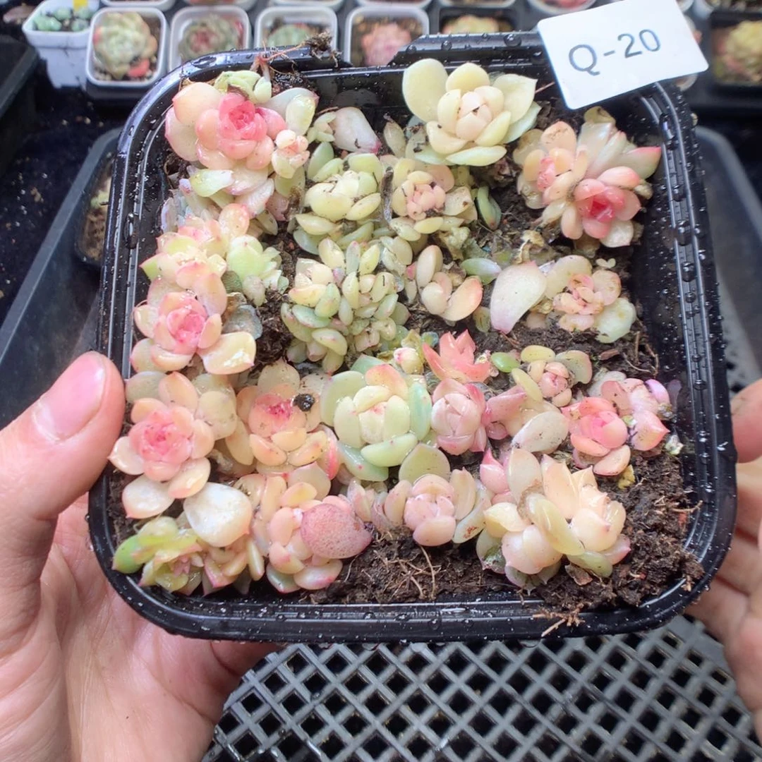 无花朵Q20 yyyyyyyy