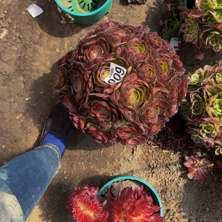 黑魔花29-49包邮花花