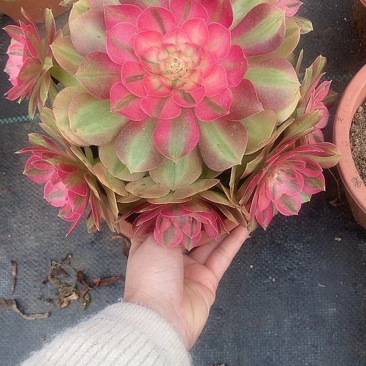 多肉植物法师锦法师