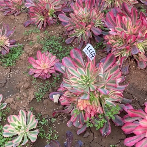 771美杜莎不包断枝