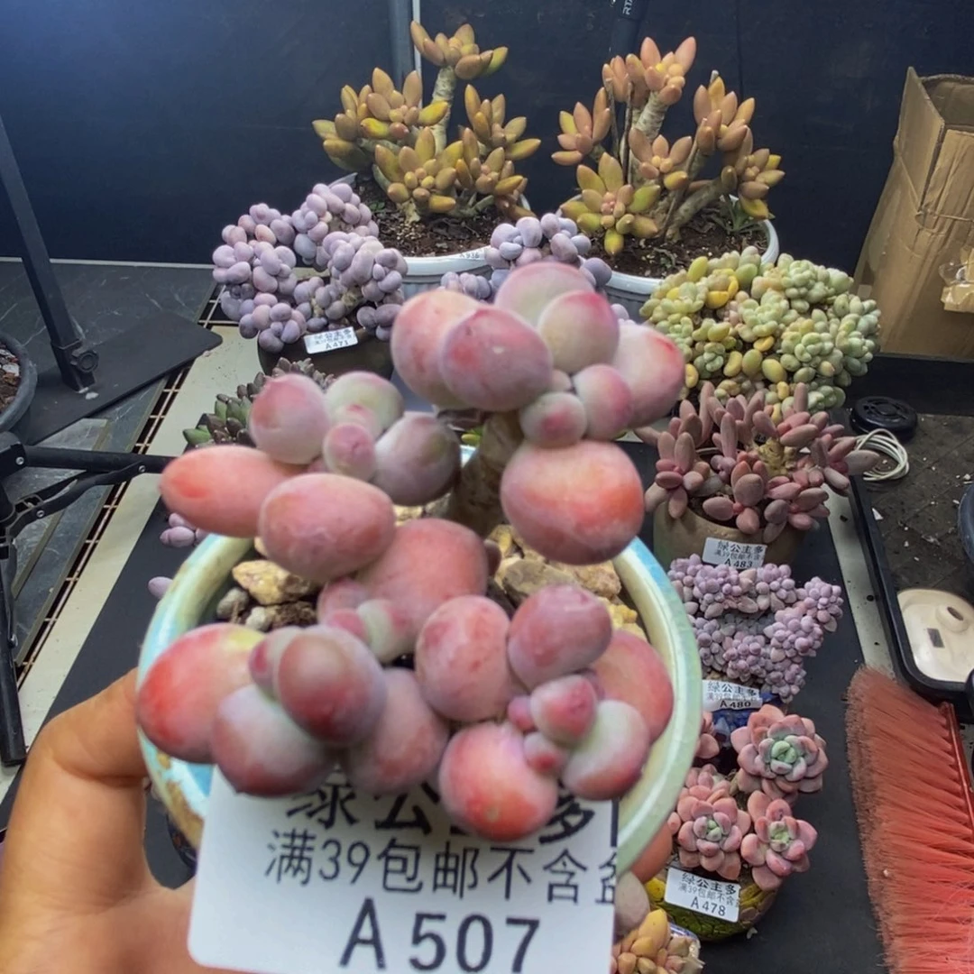 507苹果奶一代多肉5c m