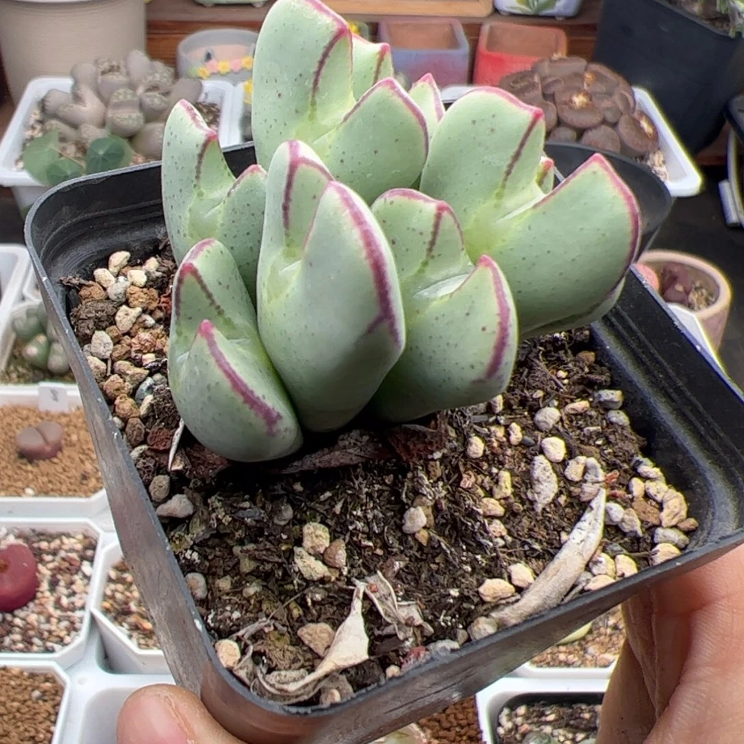 少将 多肉植物drzw