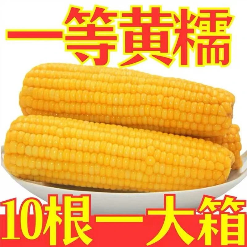 （试吃2根）正宗黄糯玉米东北220克左右/根10根/箱