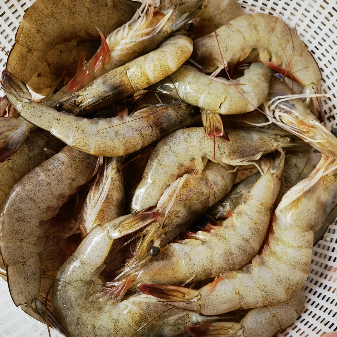 断氧大虾2斤+生蚝4个