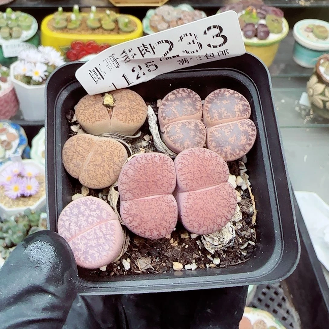 生石花满18包邮1125-233