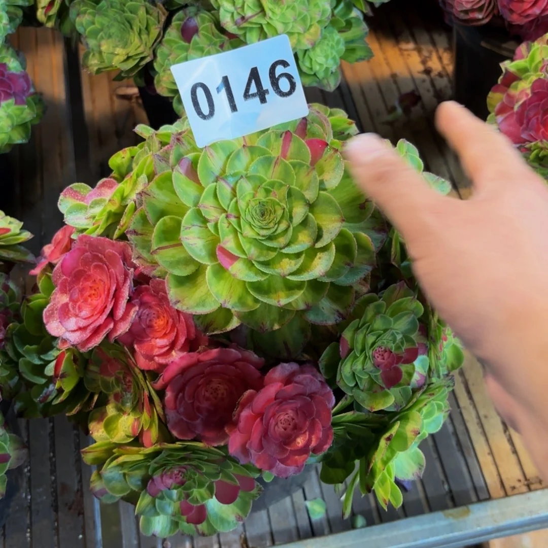人**凡0146多肉植物知否