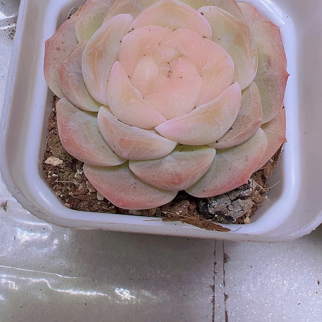 良辰19包邮多肉植物