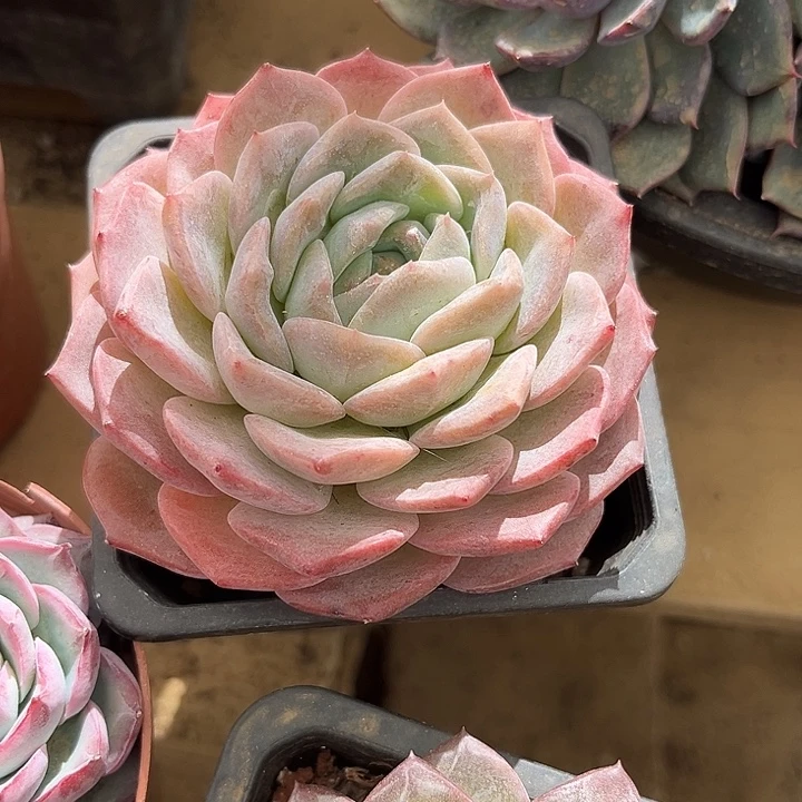 纯爱单头满38包邮