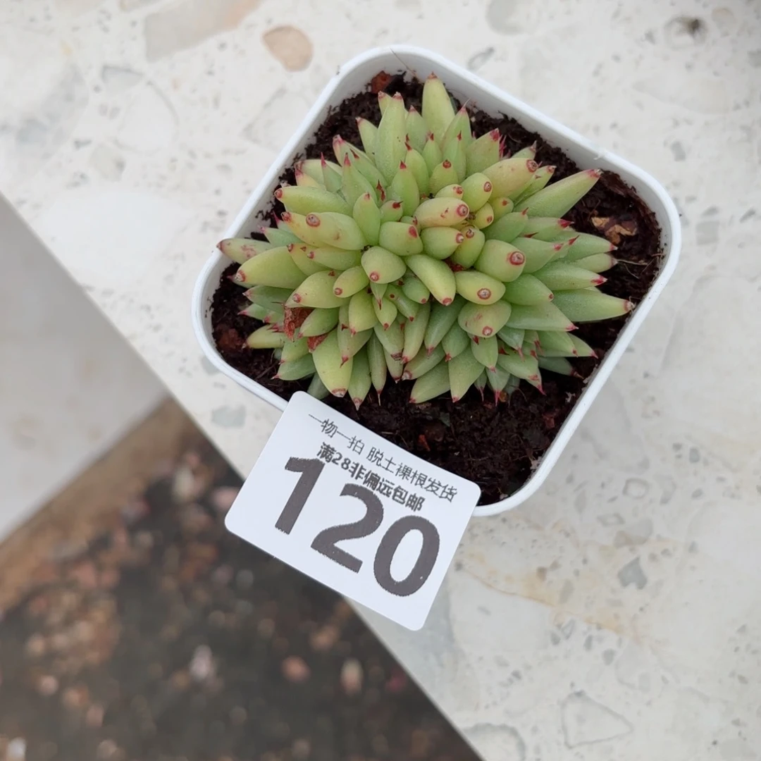 虎鲸缀无盆土发货