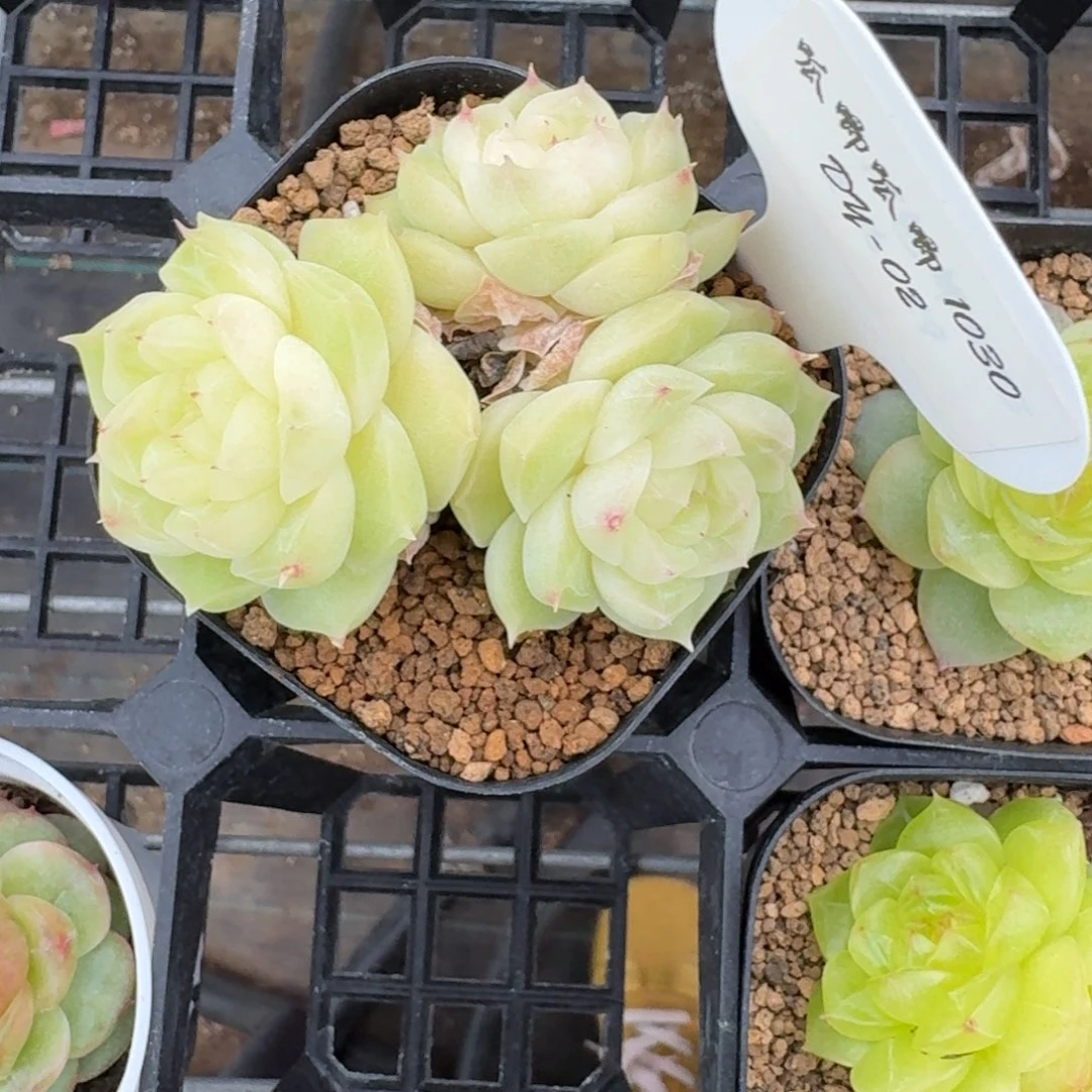 1030-1-梨花白三头不包整