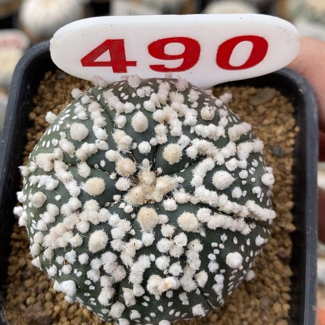 490花园福利特价咯