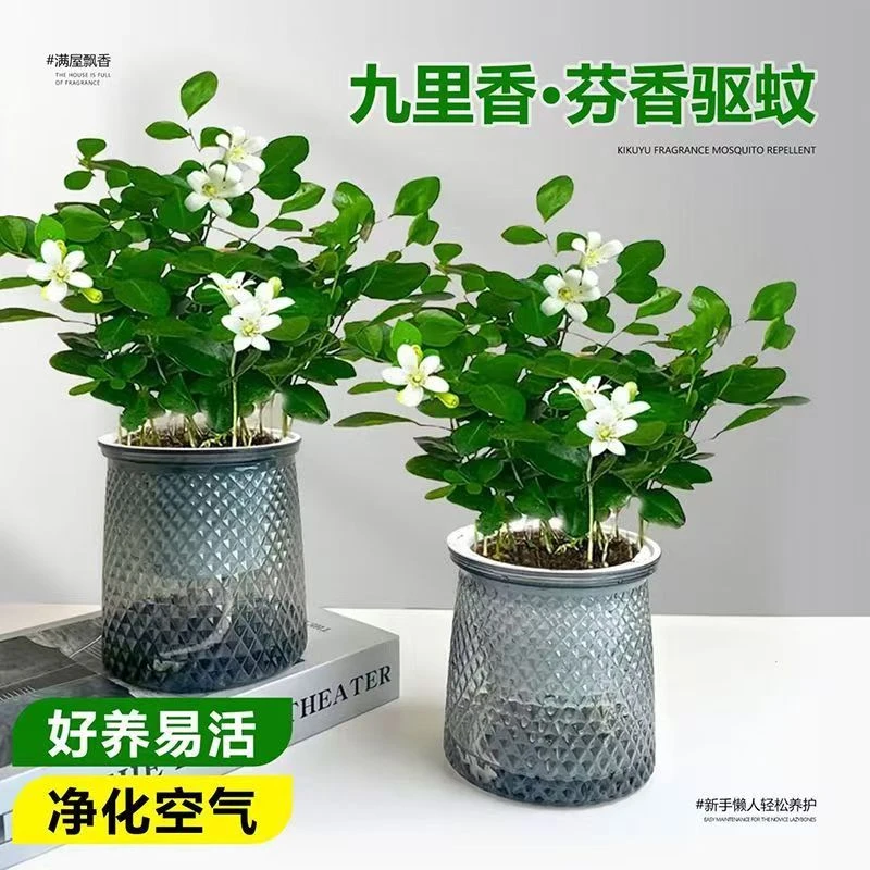 九里香盆栽室内四季开花净化空气驱蚊防虫美观绿植