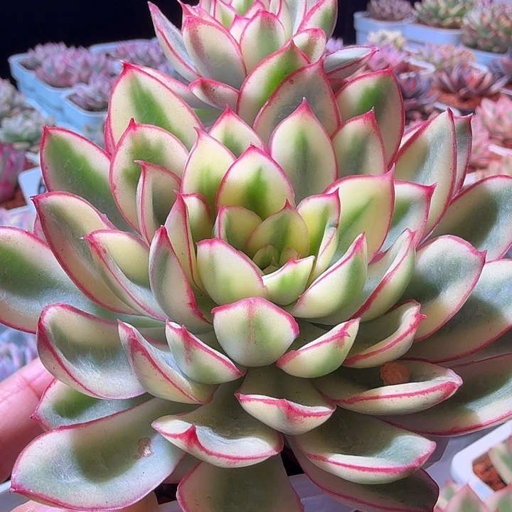 红花女王锦多肉植物