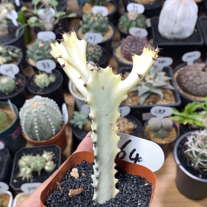 白龙骨锦64号高度12cm