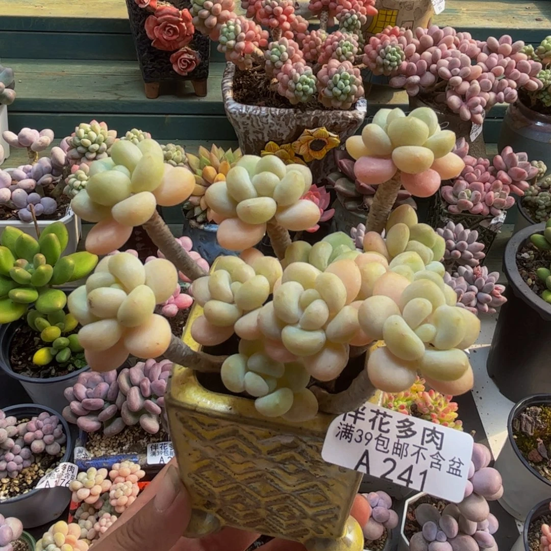 241白奶糖10cm多肉