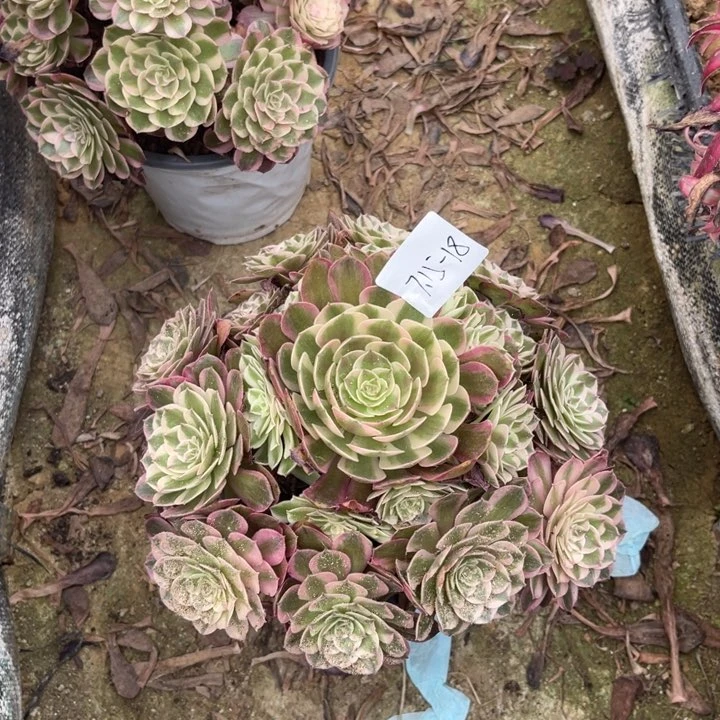 悠***然7-15-18半糖荔枝寄养