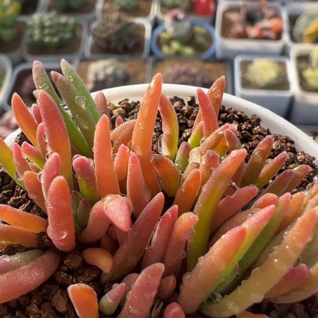 63多肉植物百科多棵九尾狐